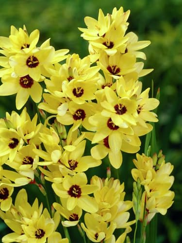 Ixia Yellow Emperor | 25 Stück | Blumenzwiebel | Schnittblume | Gelb | 100% Blütegarantie | QFB Gardening | Rarität
