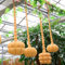 flaschenkürbis samen kaufen - hochbeet, winterharte pflanzen für balkon kalebasse samen samen gemüse, garden exotische pflanzen, alte sorten saatgut zimmerpflanzen samen, garten 200pcs