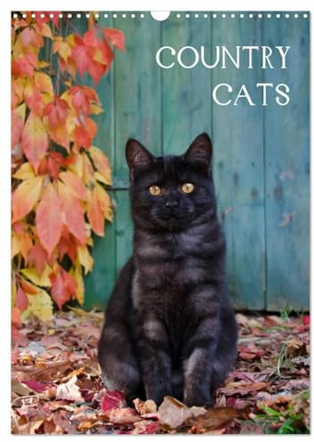 COUNTRY CATS (Wandkalender 2026 DIN A3 hoch), CALVENDO Monatskalender: Bezaubernde Katzen fotografiert auf dem Land und in Bauerngärten. (CALVENDO Tiere)