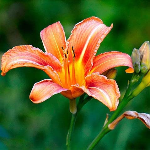 Orange Lilien Zwiebeln Blumenzwiebeln Pflanzen FüR Balkon Lilien Zwiebeln Winterhart MehrjäHrig Zierlauch Zwiebeln Lilie Samen Balkonpflanzen Exotische Pflanzen Garten Geschenke 3 StüCk