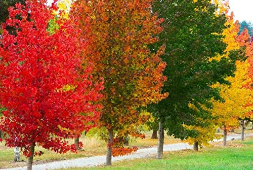 50 Baum Samen Amerikanischer Amberbaum Liquidambar styraciflua, Storax,