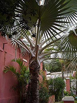 Potseed Keimfutter: Bismarckia nobilis - Silber Bismarck Palm - 5 Samen