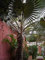 Potseed Keimfutter: Bismarckia nobilis - Silber Bismarck Palm - 5 Samen