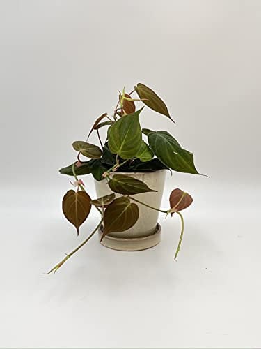 Philodendron Scandens Micans 12 cm, Rare Plant, Heart-Shaped Foliage, House Plant, Velvet Heart Leaf Vine Plant,a1 Quality Stock in The UK