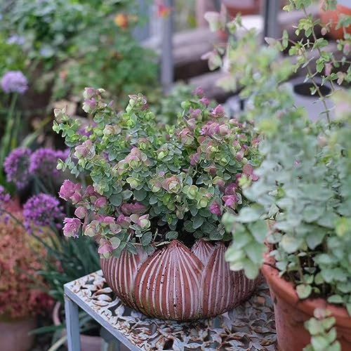 20 pcs oregano pflanze winterhart samen - kräuter samen kleine geschenke,Origanum vulgare, kräuter pflanzen topfpflanzen draußen winterhart gemüsepflanzen plant kräuterbeet hochbeet