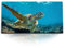Paul Sinus Kunstdruck Bilder 120x60cm Seeschildkröte unter Wasser Korallen Blau Ozean