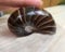AZOOB Seltene natürliche Nautilus-Exemplare, Edelstein Madagaskar ERTEYIN
