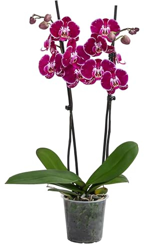 Dehner Schmetterlingsorchidee Binty, dunkelrot-pink, 50-60 cm, Ø Topf 12 cm | Phalaenopsis cultivars, zweitriebige Zimmerpflanze, blühend, für helle Standorte ohne direkte Sonne