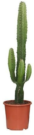Kaktus-Wolfsmilch – Euphorbia Acrurensis – Zimmerpflanze – Ø17cm – 50cm hoch – Sukkulente mit kerzenähnlichen Stängeln – Pflegeleicht & dekorativ – Halbschatten geeignet