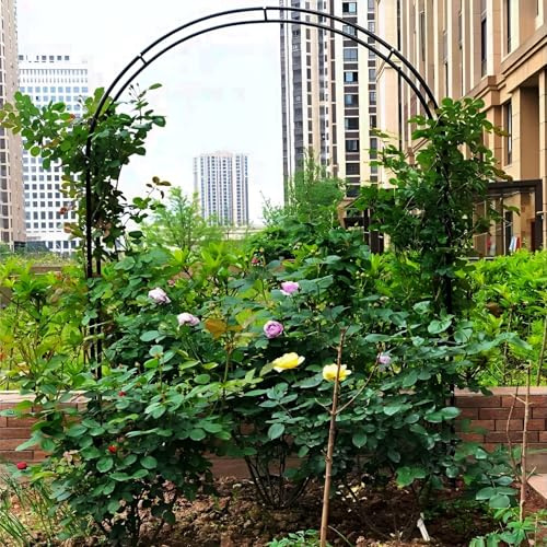 Arche de jardin en métal pour plantes grimpantes, pergola en fer résistant aux intempéries, 100 cm de large, 220 cm de haut, parfaite pour les roses et les vignes, décoration extérieure (noir)