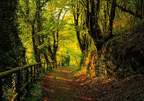 Poster Chemin Forêt Balades Ombres Nature Paysage Wall Art