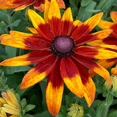 Rudbeckia Sunbeckia Mia - Black-Eyed Susan | Deciduous Outdoor Garden Perennial (20-30cm Incl. Pot)