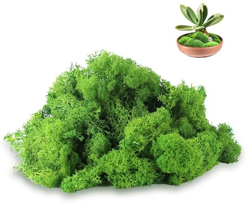 Ryvera Rentermoos konserviert 100g, leuchtgrün für Moosbilder & Wanddeko | Farbstabil, krümelfrei und pflegefrei. Geeignet für Terrarien, Bastel-DIY und natürliche Innendekoration