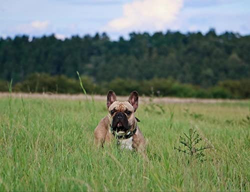 hansepuzzle 29826 - Französische Bulldogge Puzzle 1000 Teile - Tierwelt-Puzzle mit hochwertiger Aufbewahrung: Kartonbox und wiederverschließbarem Beutel - Format 60 × 46 cm