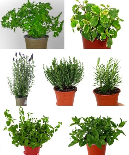 Pack de 7 plantas aromáticas naturales, 20-30 cm. Mix de plantas aromáticas. Lavanda, Incienso, Perejil, Tomillo, Oregano, Romero, Hierbabuena. Segura Garden.