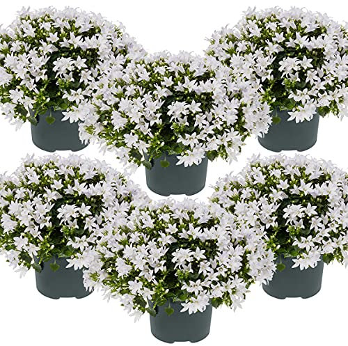 6x Campanula 'Ambella White' - Campanula - tappezzante - Resistente - ⌀10.5 cm - 10-15 cm