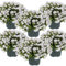 Bloomique - 6er-Set - Campanula Ambella White - Glockenblume - Bodendecker - Gartenpflanzen - Winterhart - Tierfreundlich - 10-20 cm Hoch - Topf 10,5 cm