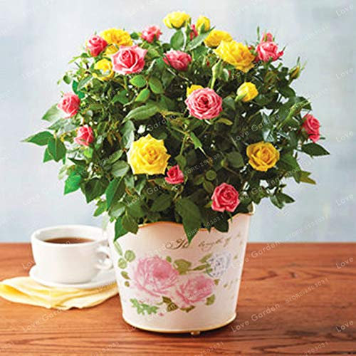 Bloom Green Co. 100 Pcs/Bag Mini Rose Bonsai Miniature Rose Bonsai DIY Home Garden Bright and Beautiful Potted Flowers Balcony Bonsai Plant: 2