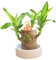 Generisch Brasilien Glücksholz Pflanze Set Brazilian Wood Plant with Monk Sprießender Holzstumpf Pflanzenstumpf Brasilianische Holz Hydrokulturpflanze Desktop Pflanze (Orange)