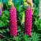 Lupinensamen- Lupine samen mehrjährig winterhart、 pflanztopf、fensterbank deko deko garten、schnell wachsender garten pflanzen、wohnzimmer deko balkonpflanzen、gartenblumen garten 400pcs