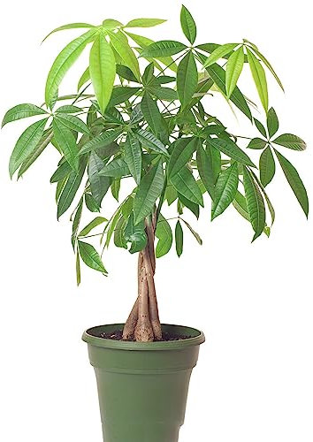 1 pcs glückskastanie Pflanze samen - topf pflanze gartenpflanzen winterhart mehrjährig,Pachira Aquatica, steingartenpflanzen winterhart bonsai baum tree seltene pflanzen geschenke