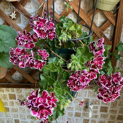 200 pcs geranien samen hängend mehrjährig, Geranie, bienenfreundliche blumensamen, garten geschenk geranien pflanzen echt (Pelargonium hortorum) blüten, kräuterbeet wildblumensamen,