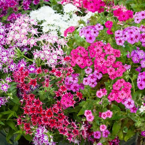 Carbeth Plants Phlox Summer Colour Collection 1 x 6 Pack - Mixed Bedding Plants for Seasonal Colour - Easy to Grow Garden Ready Nectar Rich Flowers - Ideal for Planting in Beds, Borders & Containers