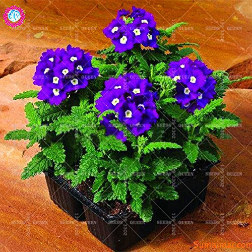 Seltene Variety! 100 PC/bag Verbene hybride Samen Staude Pflanze vergossen Haus & Garten 95% Keimungrate Bonsai Blume 7