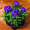 Seltene Variety! 100 PC/bag Verbene hybride Samen Staude Pflanze vergossen Haus & Garten 95% Keimungrate Bonsai Blume 7