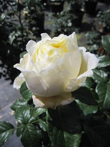 Rosa Amnesty International ® - Kletterrose - Duft+++ - Delbard-Rose