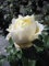 Rosa Amnesty International ® - Kletterrose - Duft+++ - Delbard-Rose
