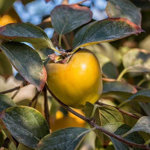 Kaki Baum Samen、 säulenobst winterhart bonsai samen、winterharte pflanzen für garten bio saatgut、pflanzen winterhart draußen pflanzen garten、Farbenprächtige obstbäume、pflanzen für 8pcs