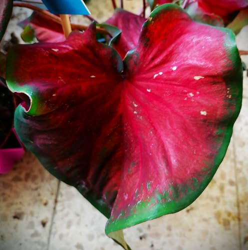 Caladienwiebeln : Caladium  John Peed  Buntblatt Kaladie (1 Blumenzwiebeln/Knolle/Rhizom)