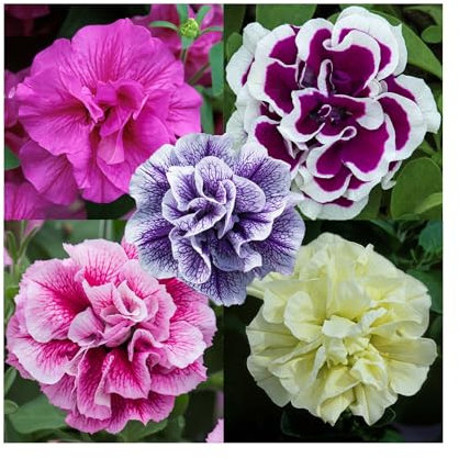 Petunia Double Tumbelina Collection- 6 Starter Plants Vibrant Bedding Plants. Ready for pots or Hanging Baskets. Summer Garden