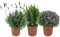 DECOALIVE, Plantas Aromáticas del Mediterráneo: Lavanda, Romero y Tomillo Plantas Naturales