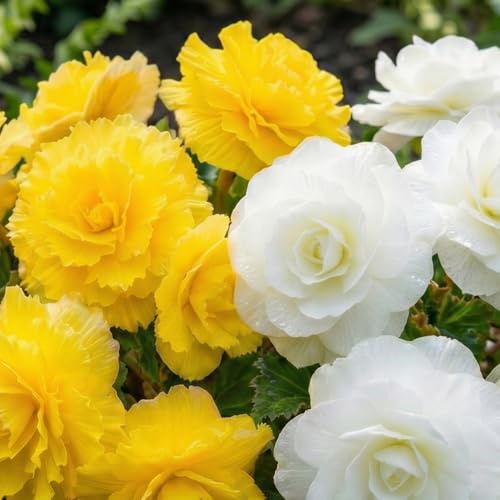 Colección Begonia Fimbriata amarilla y blanca, mezcla de 5 tubérculos de Holanda, plantas de begonia grandes reales (sin semillas y no artificiales), perenne para macetas y balcones, no resistente