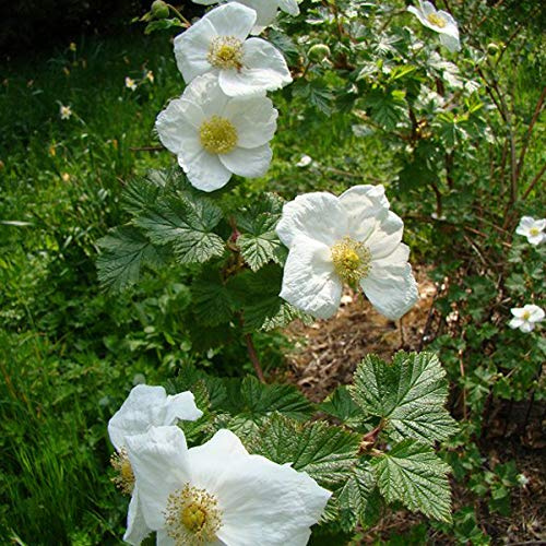 Tridel berry 'Benenden' - Rubus 'Benenden' - 30-40 cm Topf - Leckere Beeren und stark wachsend