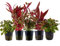 AquaOne Aquarium Pflanzen I 5x Wasserpflanzen I Rote Aquarienpflanzen I Stängelpflanzen Alternanthera Ludwigia I Set mit 5 echten schönen Aquariumpflanzen
