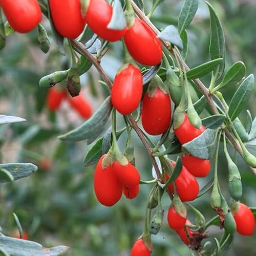 NO-GMO 80 Samen, Goji Beere Wolfberry, Strauch Bonsai Pflanze Samen für Garten Heirloom Samen