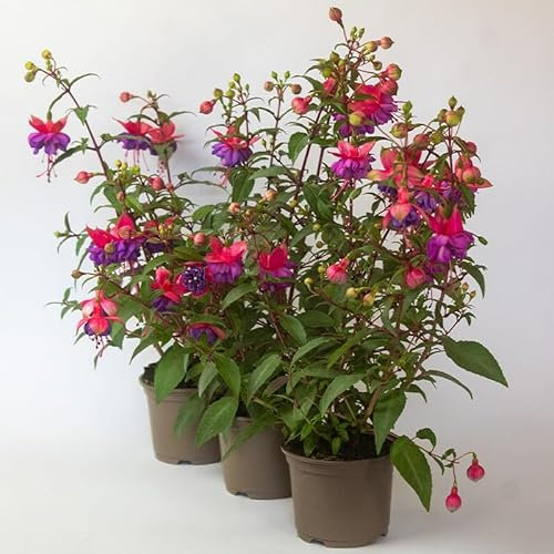3 x Fuchsia Plant – Outdoor Plants Garden Ready in 10.5m pots, Great for Hanging Basket, Borders, or containers, Hardy Fuchsia Plants UK (3, Dollar Princess)