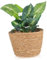 FONDOTIN Maceta De Mimbre Cesta para Plantas De Interior Resistente para Decorar