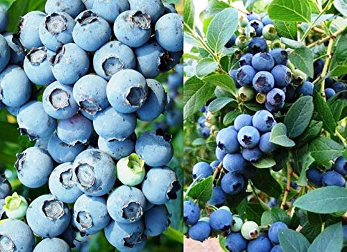 Heidelbeeren 2 Sorten set, Blaubeere Nördliche Sorten, Kulturheidelbeere ca 60/80 cm.
