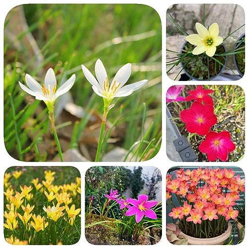 10 Piezas Bulbos De Zephyranthes, Flores De Primavera Bulbos Plantas De Balcón Resistentes, (Zephyranthes Candida) Bulbos De Flores Perennes Resistentes, Plantas Para Exterior Resistente,