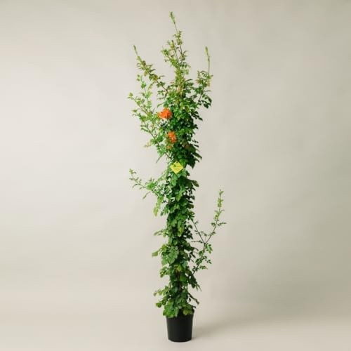 Plantì BIGNONIA CAPENSIS. Pianta rampicante da esterno, vaso da 19cm. Piante vere da esterno per giardino e pergolato. 6 mesi di concimazione con sistema Plantì.
