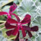 100 Stück Pelargonium sidoides Geranien-Blumensamen