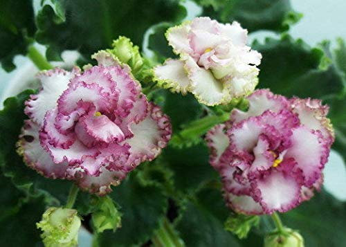 Generic Violetta Africana Saintpaulia Le Roza Vetrov/Le Rose dei Venti Della pianta del Bambino Plug Raro:Seeds Only