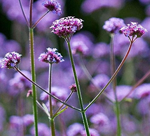 Verbena Bonariensis Violetta Perennial Plug Plants Pack x6