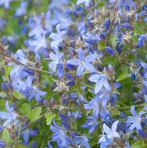 Glockenblume blau - Campanula poscharskyana