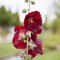Stockrose, rot, Topf-Ø 13 cm, 6 Pflanzen