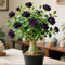 Planta de rosa del desierto - planta ornamental con flores en maceta - adecuada para balcones, jardines, oficinas - la primera opción para regalos exóticos-1bulbos-E